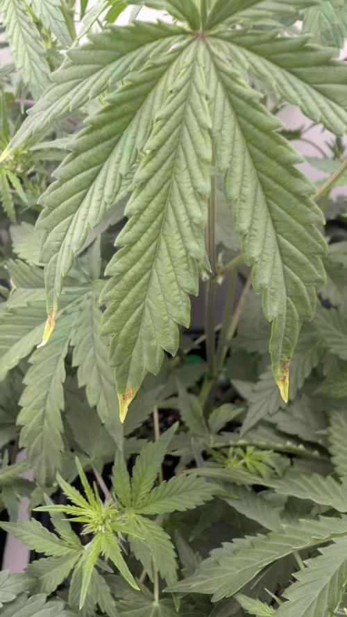 Pineapple Pulse Auto. Week 4