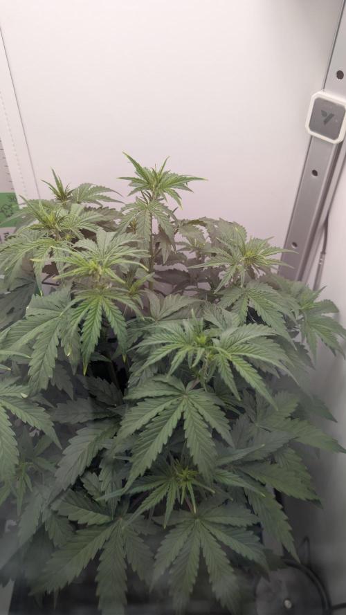 Pineapple Pulse Auto. Week 4