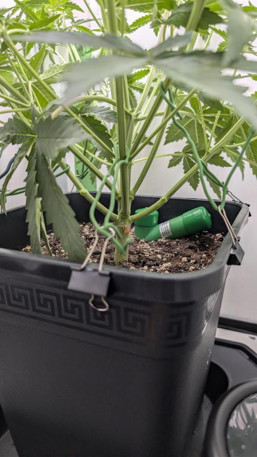 Pineapple Pulse Auto. Week 4