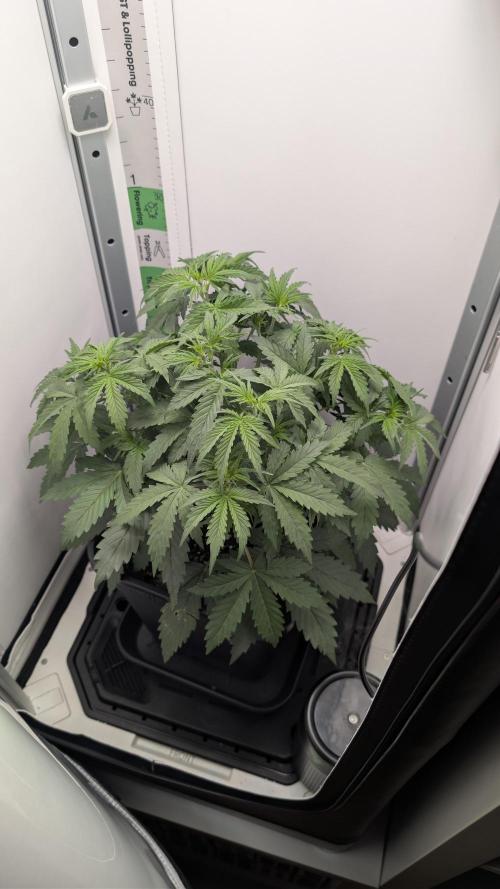 Pineapple Pulse Auto. Week 4