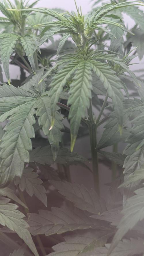 Pineapple Pulse Auto. Week 4