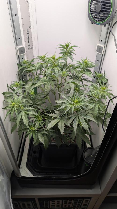 Pineapple Pulse Auto. Week 4