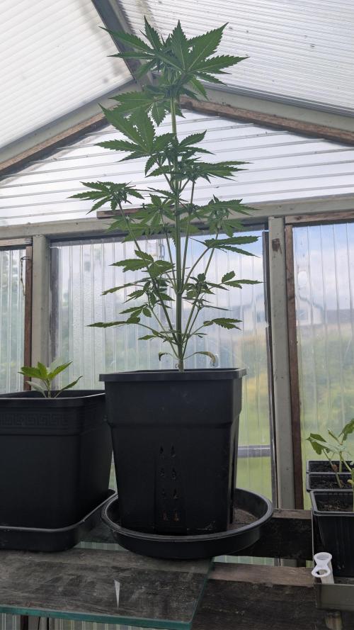 Wild Thai Automatic. Week 4