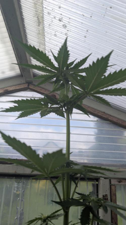 Wild Thai Automatic. Week 4