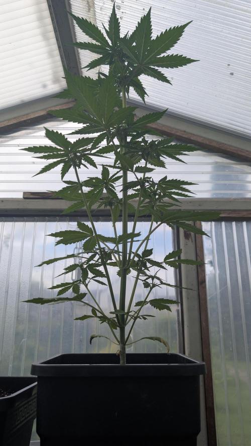 Wild Thai Automatic. Week 4