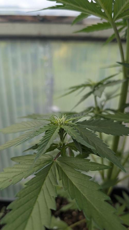 Wild Thai Automatic. Week 4
