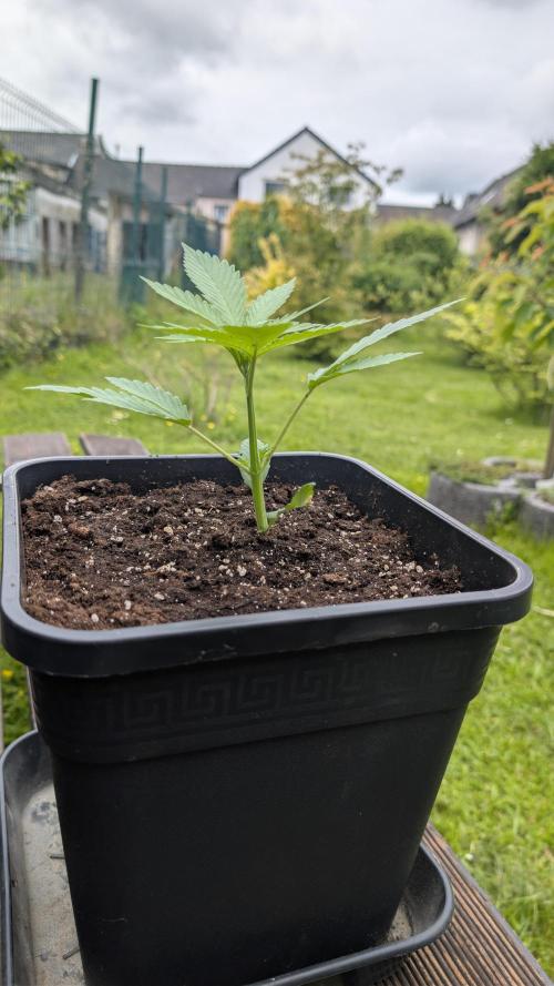 Strawberry Banana Auto - Outdoor. Week 2