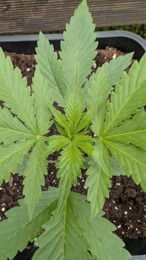 Strawberry Banana Auto - Outdoor. Week 2