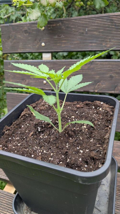 Strawberry Banana Auto - Outdoor. Week 2