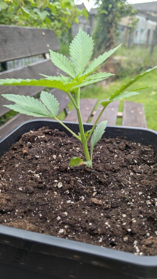 Strawberry Banana Auto - Outdoor. Week 2