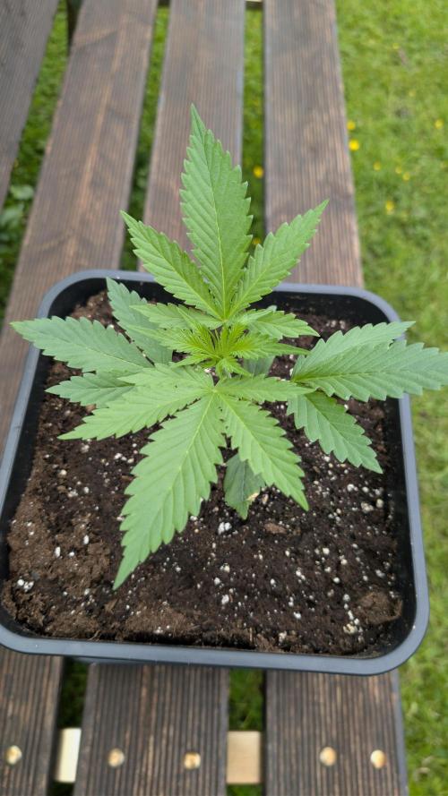 Strawberry Banana Auto - Outdoor. Week 2