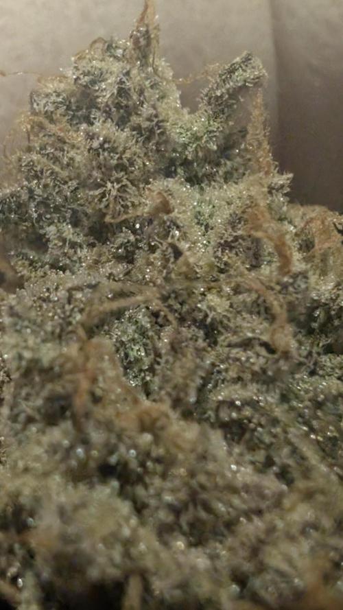 Mimosa x Orange Punch | Autopot - Athena. Week 14