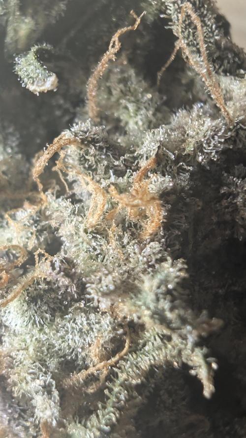 Mimosa x Orange Punch | Autopot - Athena. Week 14