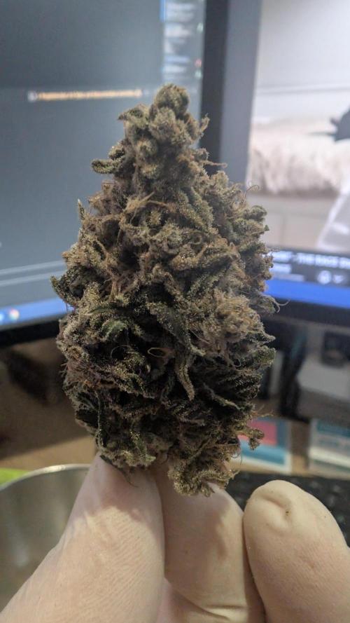 Mimosa x Orange Punch | Autopot - Athena. Week 14