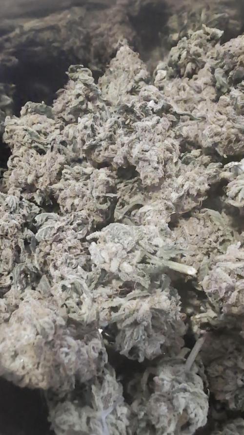 Mimosa x Orange Punch | Autopot - Athena