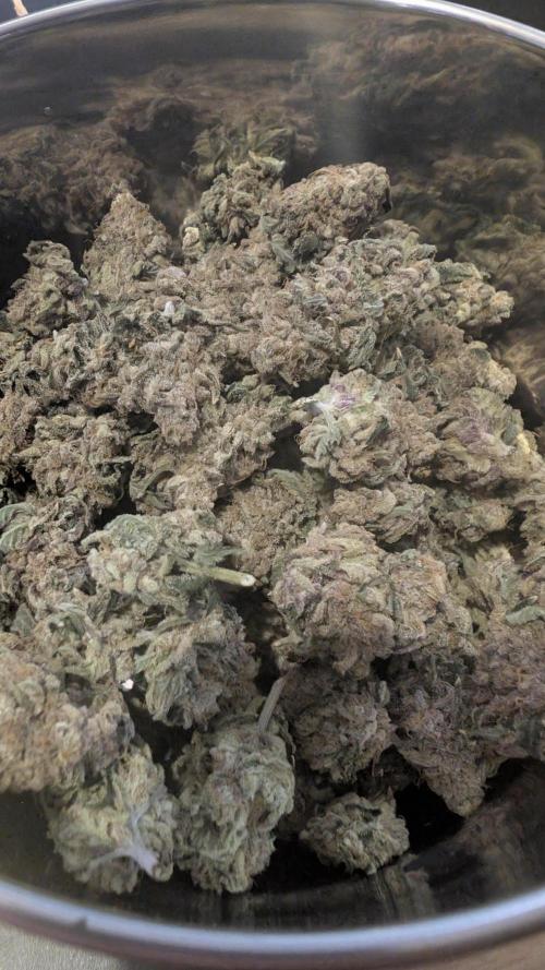 Mimosa x Orange Punch | Autopot - Athena. Week 14