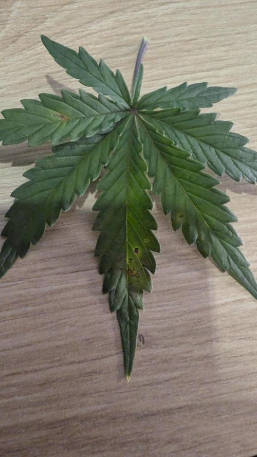 Pineapple Pulse Auto. Week 5