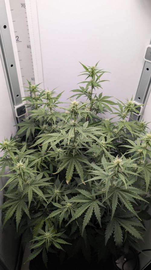 Pineapple Pulse Auto. Week 5