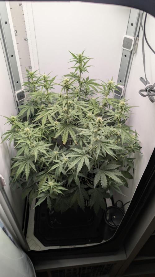 Pineapple Pulse Auto. Week 5