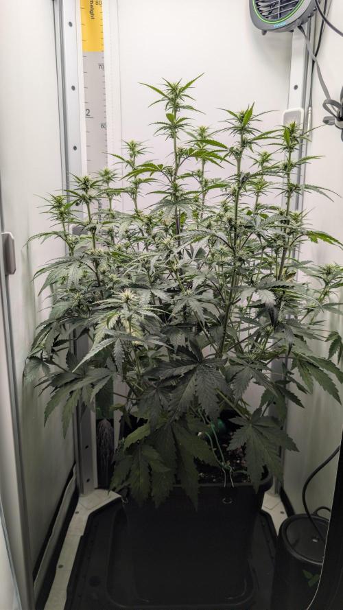 Pineapple Pulse Auto. Week 5