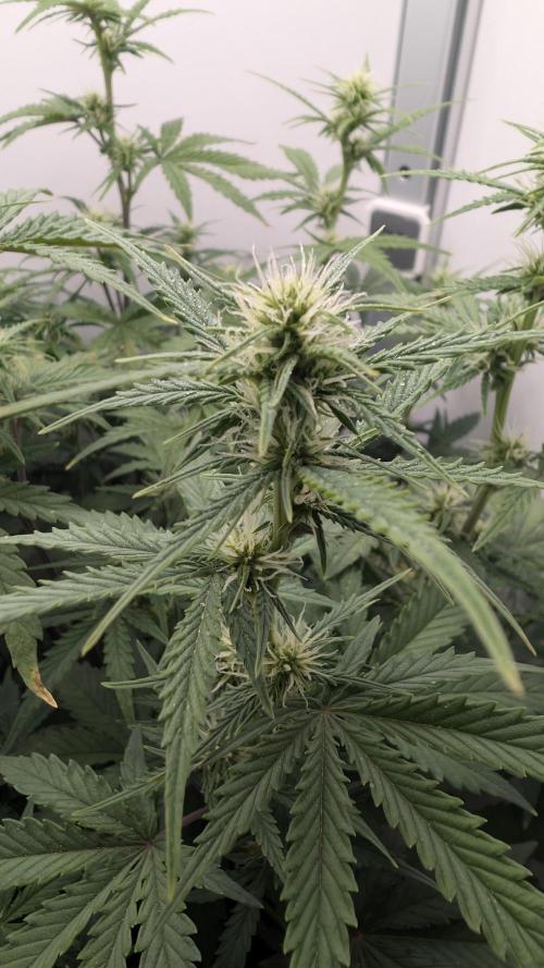 Pineapple Pulse Auto. Week 5