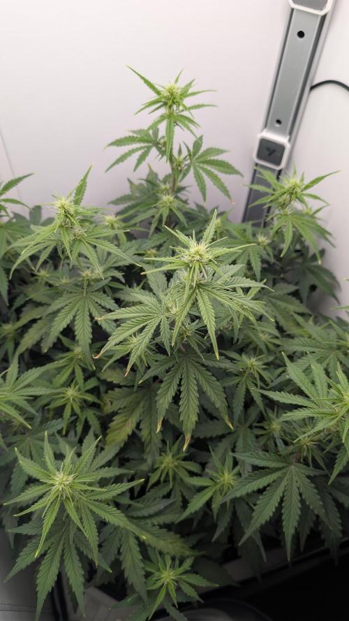 Pineapple Pulse Auto. Week 5