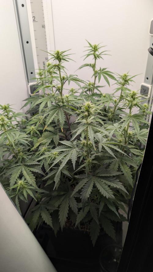 Pineapple Pulse Auto. Week 5