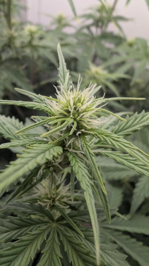 Pineapple Pulse Auto. Week 5