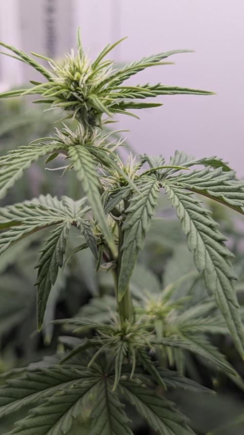 Pineapple Pulse Auto. Week 5