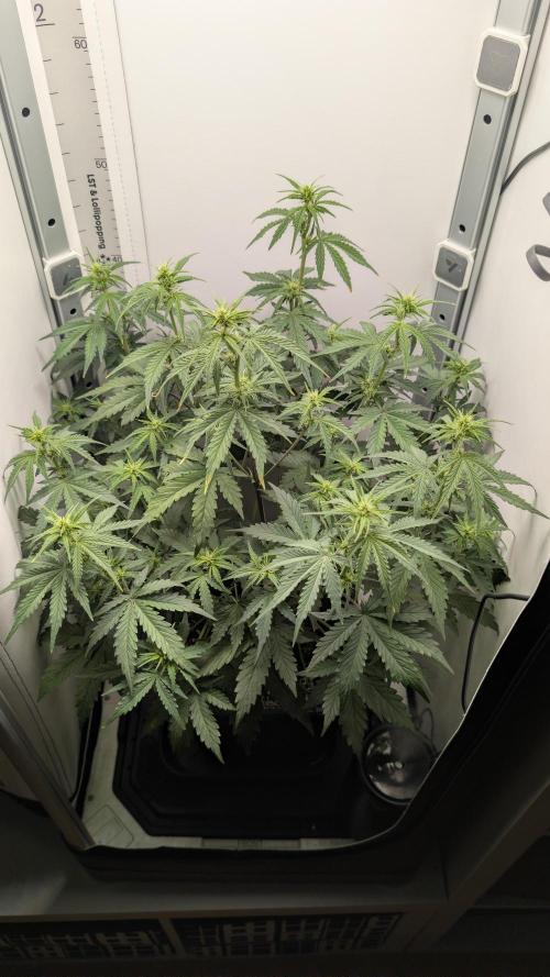 Pineapple Pulse Auto. Week 5