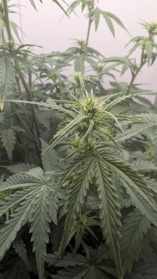 Pineapple Pulse Auto. Week 5
