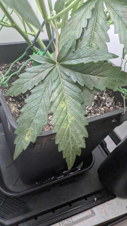 Pineapple Pulse Auto. Week 5