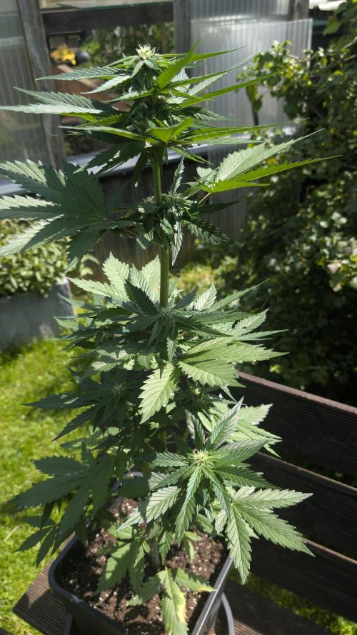 Wild Thai Automatic. Week 5