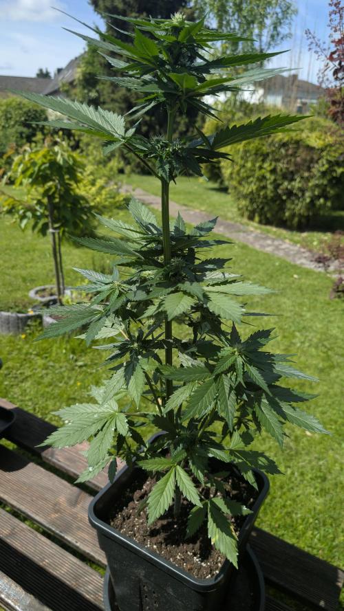 Wild Thai Automatic. Week 5