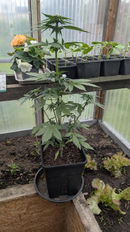 Wild Thai Automatic. Week 5