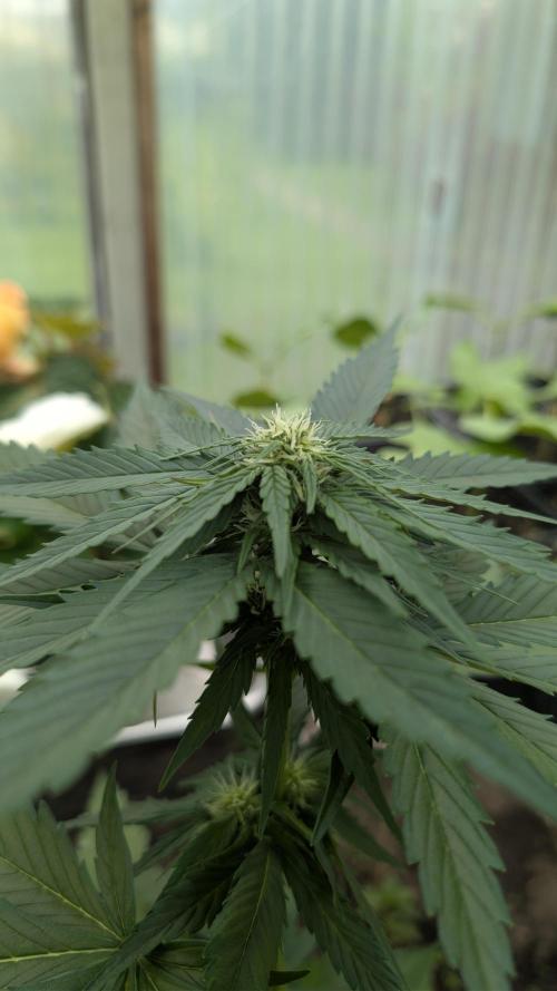 Wild Thai Automatic. Week 5