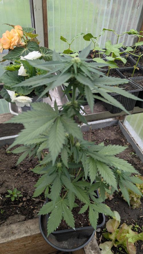 Wild Thai Automatic. Week 5