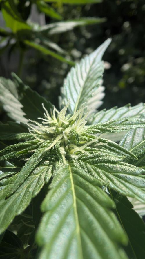 Wild Thai Automatic. Week 5