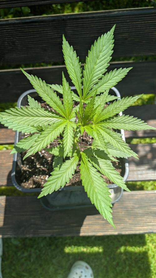 Strawberry Banana Auto - Outdoor. Week 3