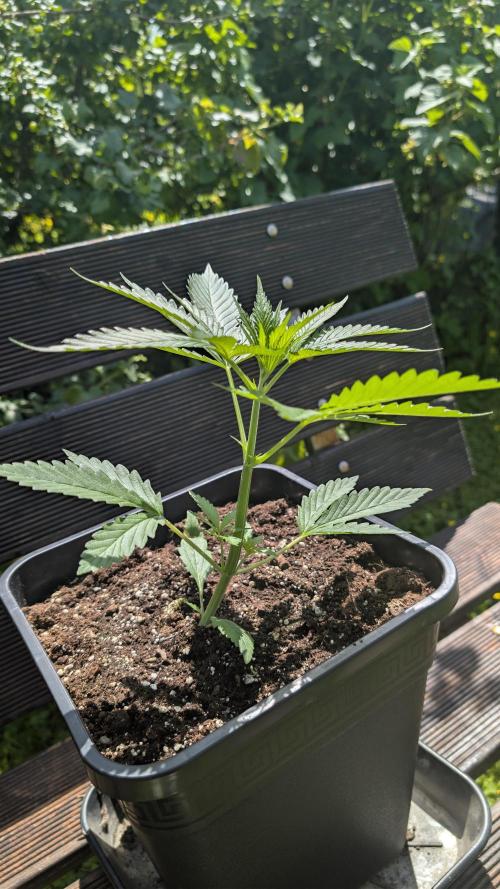 Strawberry Banana Auto - Outdoor. Week 3