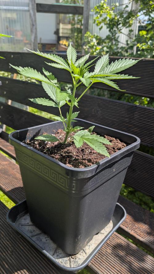 Strawberry Banana Auto - Outdoor. Week 3