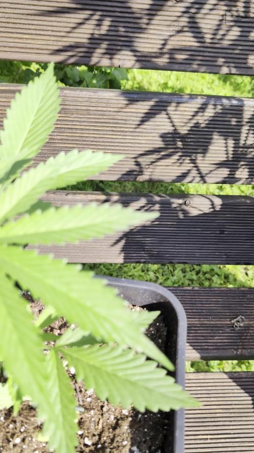 Strawberry Banana Auto - Outdoor