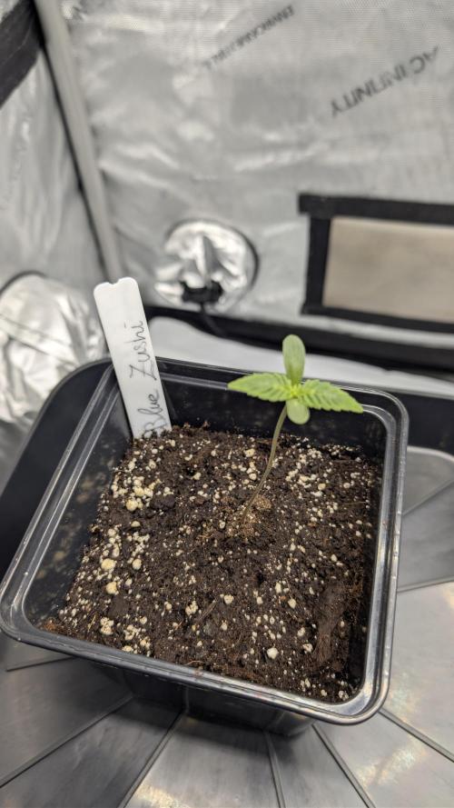 Blue Zushi - Ganja Farmer. Week 0