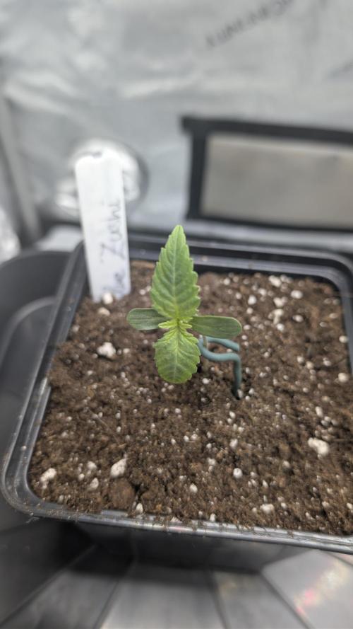 Blue Zushi - Ganja Farmer. Week 0