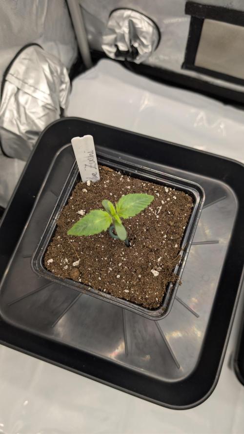 Blue Zushi - Ganja Farmer. Week 0