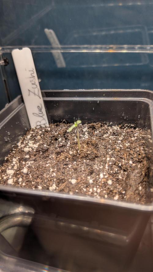 Blue Zushi - Ganja Farmer. Week 0