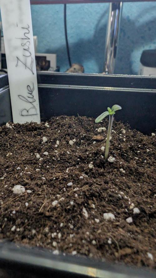 Blue Zushi - Ganja Farmer. Week 0