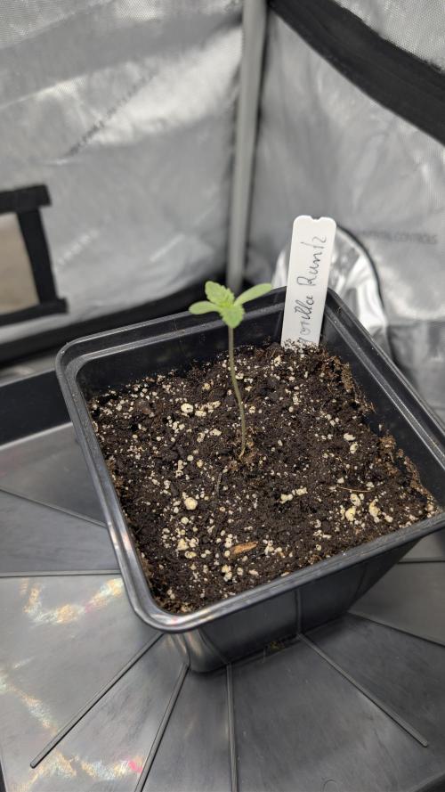 Gorilla Runtz - Seedsman. Week 0