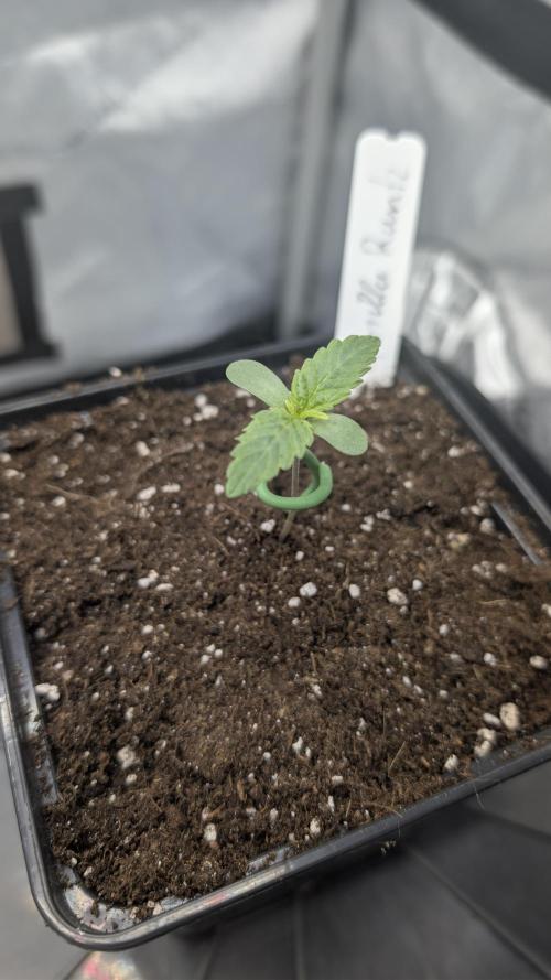 Gorilla Runtz - Seedsman. Week 0