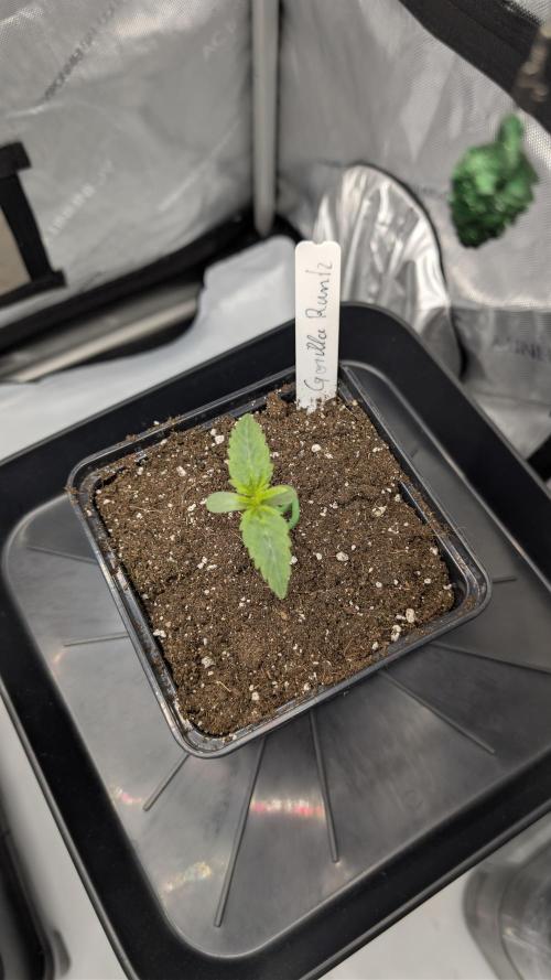 Gorilla Runtz - Seedsman. Week 0
